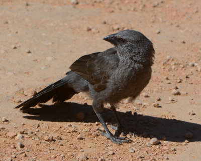 Apostlebird
