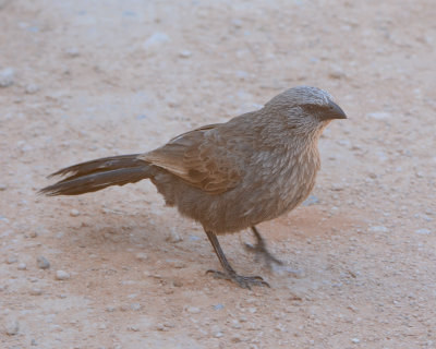 Apostlebird