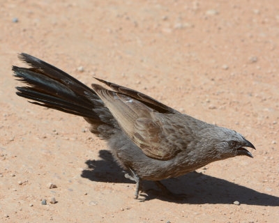 Apostlebird