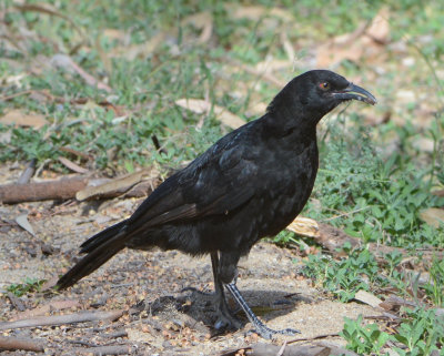 White-winged Chough