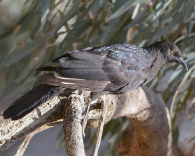 White-winged Chough