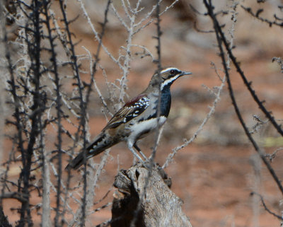 Chestnut Quali-thrush