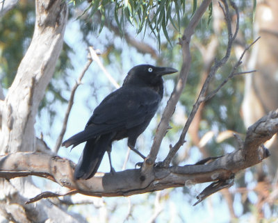 Crows and Magpies