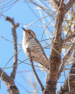 Horsfield's Bronze-Cuckoo