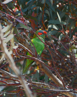 Musk Lorikeet