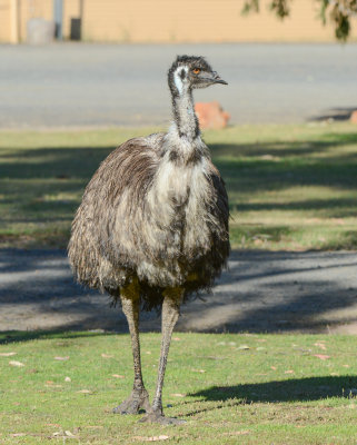 Emu