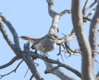 Inland thornbill