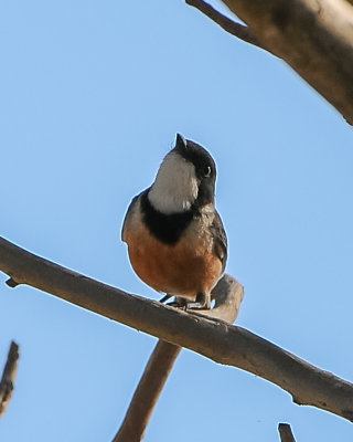 Rufous Whistler