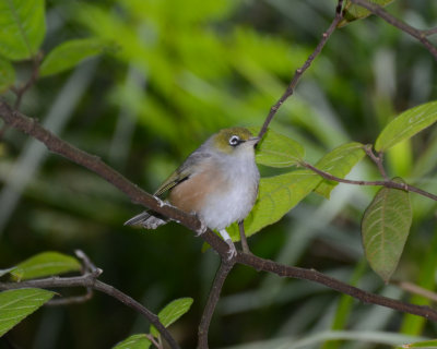 Yuhinas, White-eyes and Allies