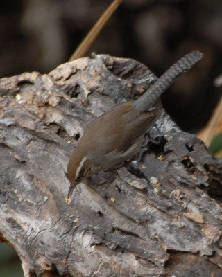 Bewick's Wren