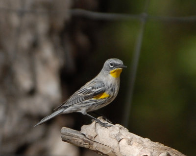 Yellow-rumped Warbler