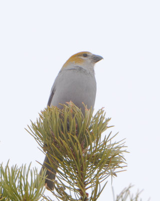 Pine Grosbeak