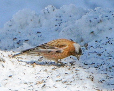 Grey-crowned Rosy Finch