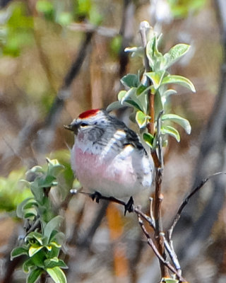 Hoary redpoll