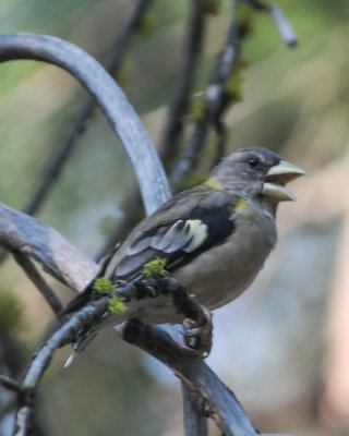 Evening Grosbeak