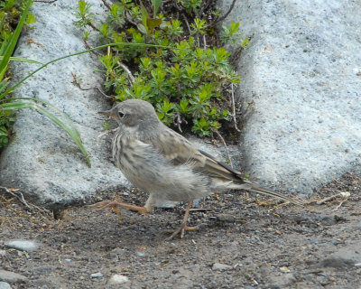 American Pipit