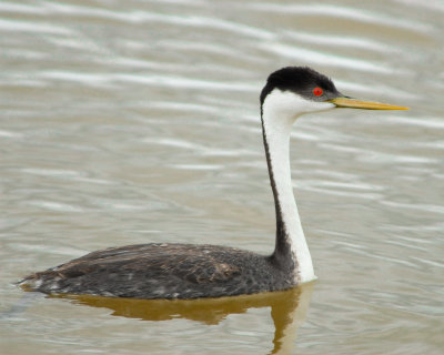 Western Grebe