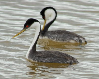 Western Grebes