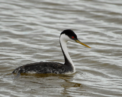 Western Grebe
