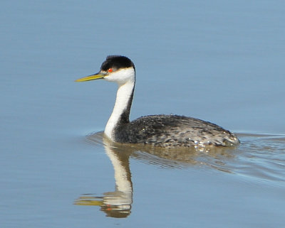 Western Grebe