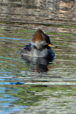 Hooded Merganser