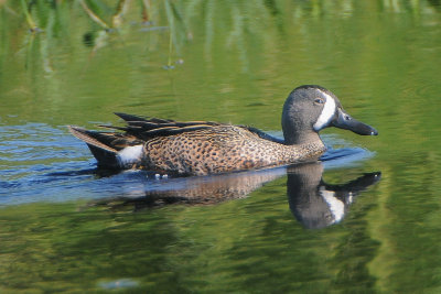Blue-winged Teal