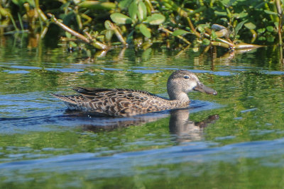 Blue-winged Teal