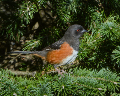 Spotted Towhee