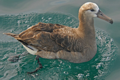 Black-footed Albatross