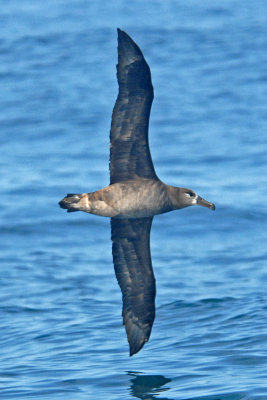 Black-footed Albatross