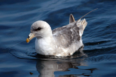 Northern Fulmar