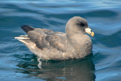 Northern Fulmar