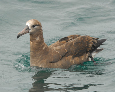 Black-footed Albatross