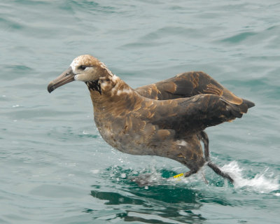 Black-footed Albatross