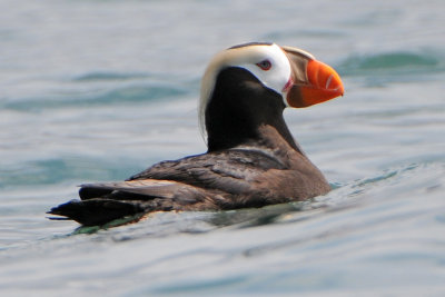 Tufted Puffin