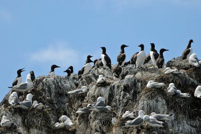 Common and Thick-billed Murres + Black-legged Kittiwakes