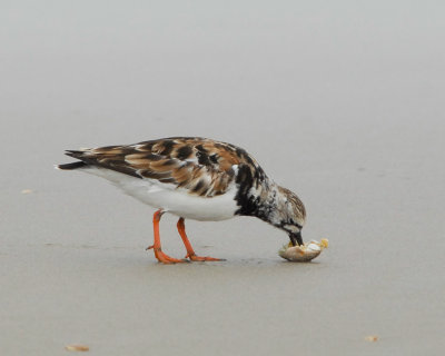 Ruddy Turnstone