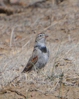 McCown's Longspur