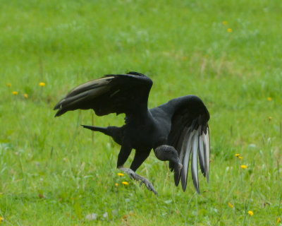 New World Vultures