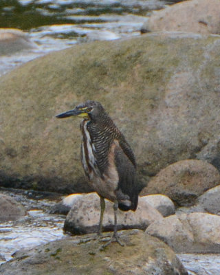 Fasciated Tiger-Heron