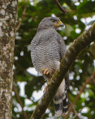 Gray Hawk