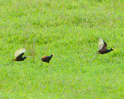 Northern Jacanas