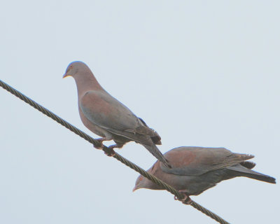 Red-billed Pigeons