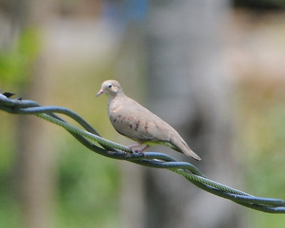 Blue Ground-Dove