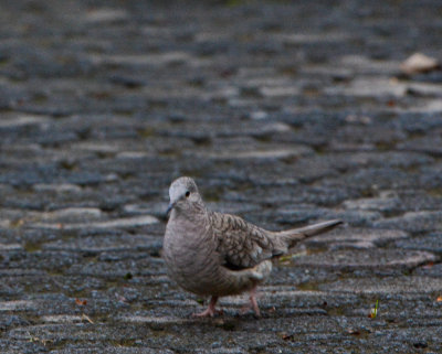 Inca Dove