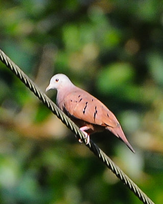 Ruddy Ground-Dove