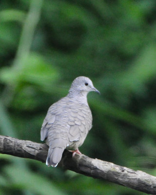 Inca Dove