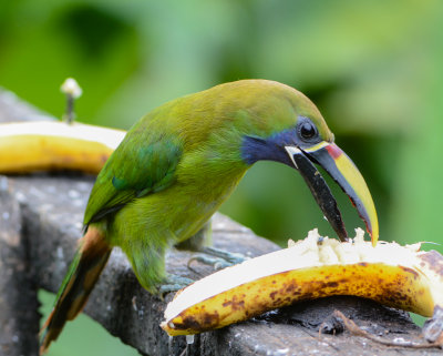 Blue-throated Toucanet 