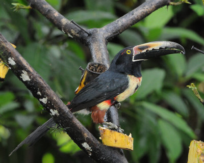 Collared Aracari