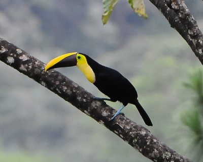 Black-mandibled Toucan